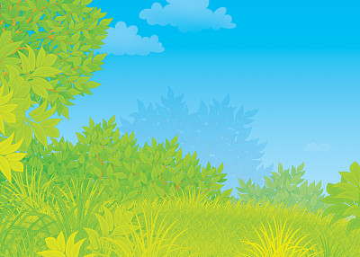 夏天的绿色森林图片下载