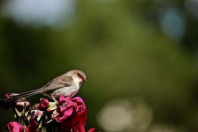 鸟在花上休息图片下载