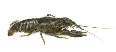 河中生活着的小龙虾孤立在白色的背景上图片下载