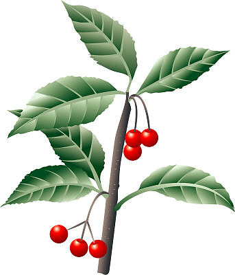 白色背景下的樱桃图片下载