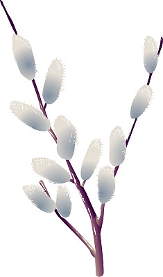 这柳树gracilistyla图片下载