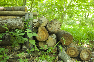 薪の山　森林图片下载