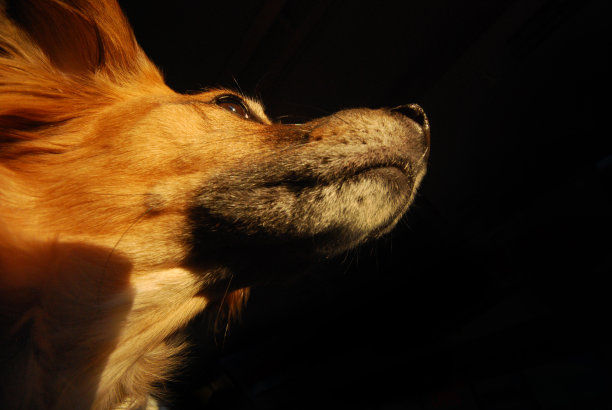 金杂种犬图片下载