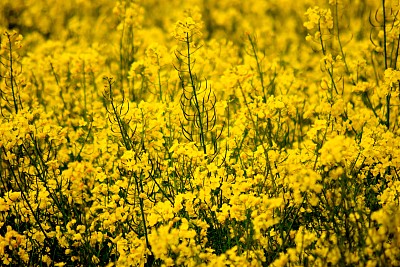 近距离观察黄色油菜籽植株图片下载