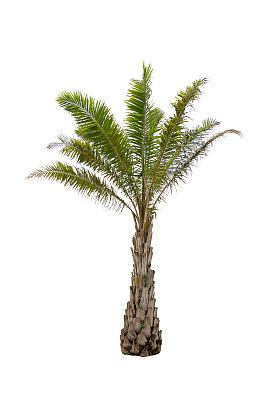 树木孤立图片下载