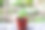 罗勒图片下载