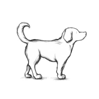 中等大小的狗图片下载