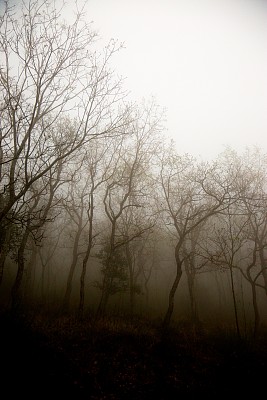 雾中的树图片下载