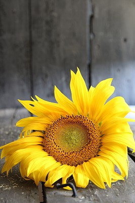 向日葵-花的背景图片下载