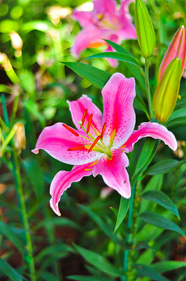 大的粉红色图片下载