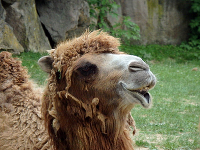 双驼峰骆驼图片下载