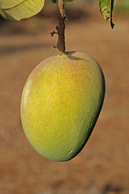 阿方索芒果图片下载