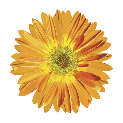 孤立的非洲菊的花。矢量插图，EPS 10图片下载