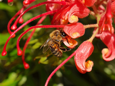 蜜蜂在花朵图片下载