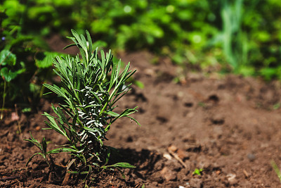 地上的薰衣草幼树，白昼，春天，花园图片下载