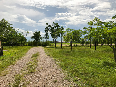 有树的本地道路图片下载