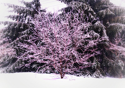 粉红色的树被冰雪覆盖，没有叶子图片下载