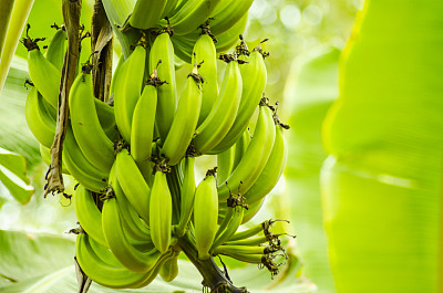 香蕉照片素材ID：167752336