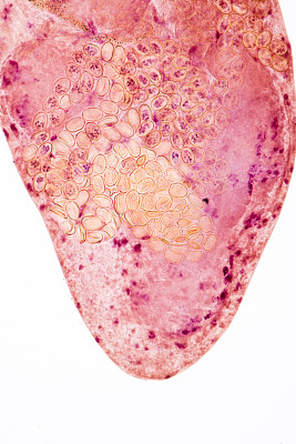 鱼类疾病和寄生虫的显微镜观察。图片下载