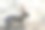 可爱的兔子图片素材ID：167762902