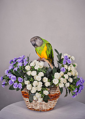 鹦鹉和鲜花图片下载