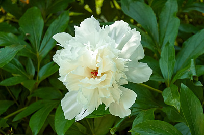 花园里的白牡丹图片下载