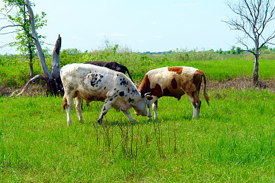 三头牛吃草图片下载