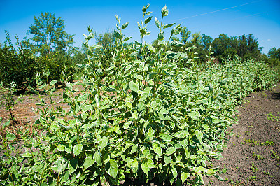 幼林生长图片下载