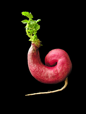 转基因产业的未来图片下载