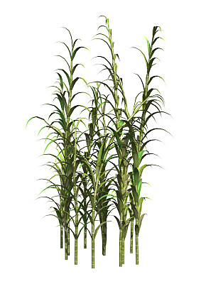 3D渲染丛生的竹子植物在白色图片下载
