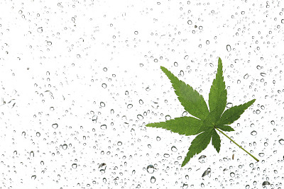 日本绿枫叶在雨中图片下载