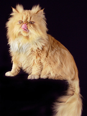 生姜波斯公猫照片图片下载