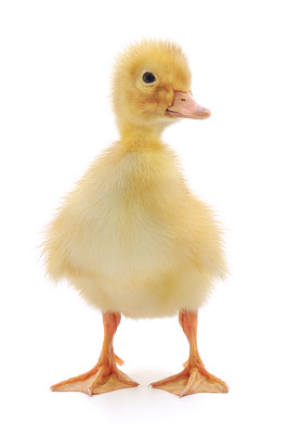 一个小鸭子图片下载