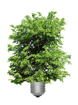 灯泡根部生长的树图片下载