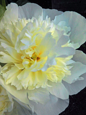 牡丹斯克内克塔迪图片下载