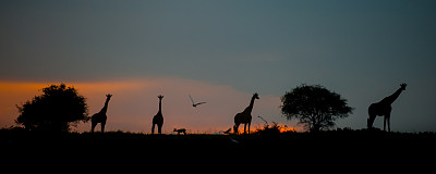 长颈鹿塔的剪影图片下载