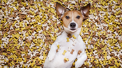 饥饿的狗在大食物堆图片下载