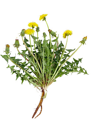 蒲公英植物图片下载