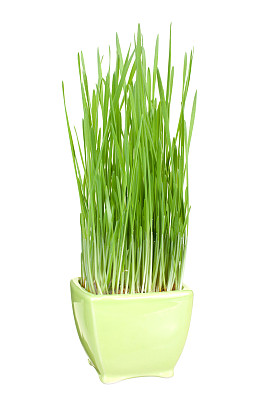 草在锅图片下载