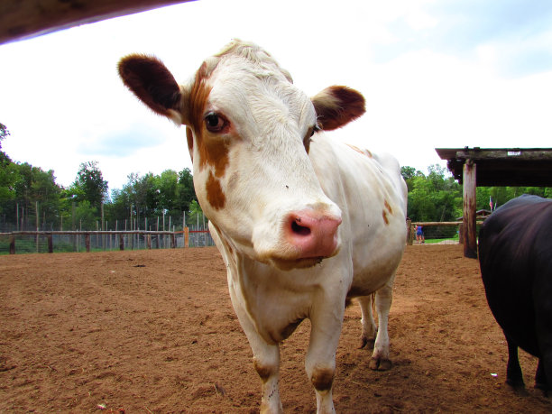 一头牛图片下载
