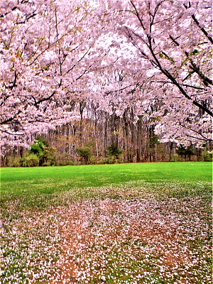 紫色的树图片下载