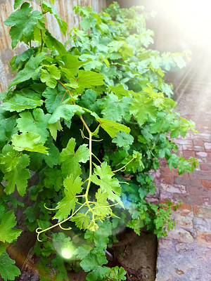 葡萄藤图片下载