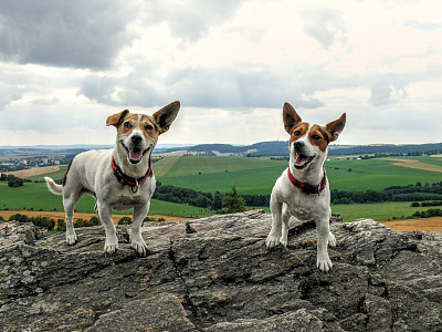 快乐的杰克罗素梗狗图片下载