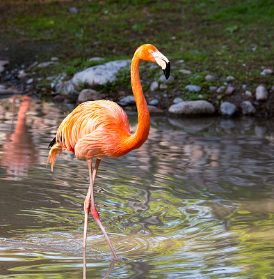 粉红色的火烈鸟在大自然的池塘里图片下载