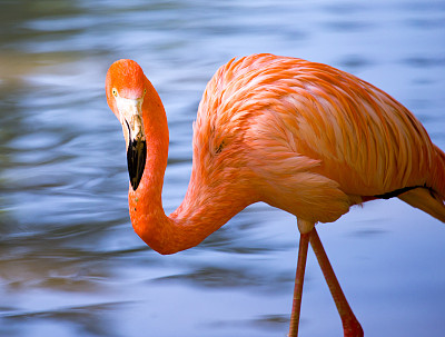 粉红色的火烈鸟在大自然的池塘里素材图片