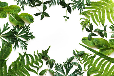 树叶图片素材ID：167825662