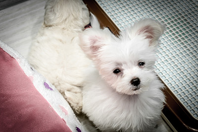 一只可爱的白色日本小狗图片下载