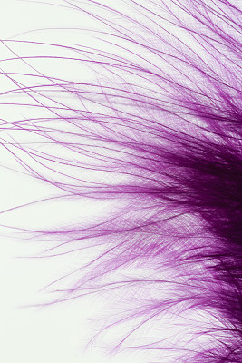 毛茸茸的紫色羽毛图片下载