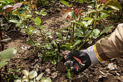 园丁用修枝机修剪玫瑰丛图片下载