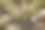 玫瑰图片素材ID：167848174
